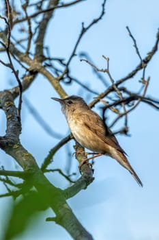 Common reed warbler (Acrocephalus scirpaceus) is an Old World warbler in the genus Acrocephalus. Little songbird in the natural habitat. Spring time. Czech Republic, Europe wildlife