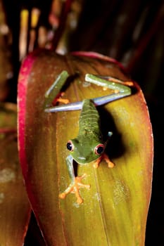 Red-eyed tree frog (Agalychnis callidryas), Beautiful iconic Green frog with red eyes sits on a red leaf in the tropics. Refugio de Vida Silvestre Cano Negro, Costa Rica wildlife.