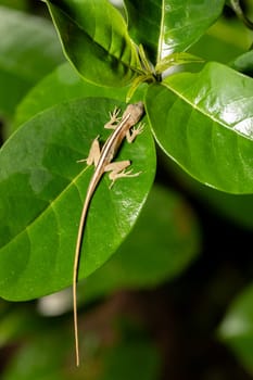 Anolis limifrons, known commonly as the slender anole or the border anole. Species of lizard in the family Dactyloidae., Refugio de Vida Silvestre Cano Negro, Costa Rica wildlife