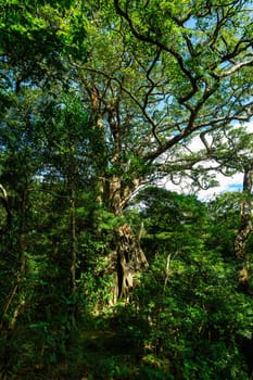 Stream in green dense Tropical rainforest landscape. Mountain rain forest. Traditional Costa Rica greenery landscape. Rincon de la Vieja, Province, Costa Rica