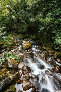 Stream in green dense Tropical rainforest landscape. Mountain rain forest. Traditional Costa Rica greenery landscape. Rincon de la Vieja, Province, Costa Rica