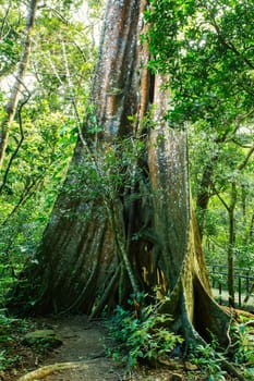 Massive tree roots on the surface of Fig Tree in tropical jungle forest, Rincon de la Vieja National Park, Parque Nacional Rincon de la Vieja, Guanacaste Province, Costa Rica