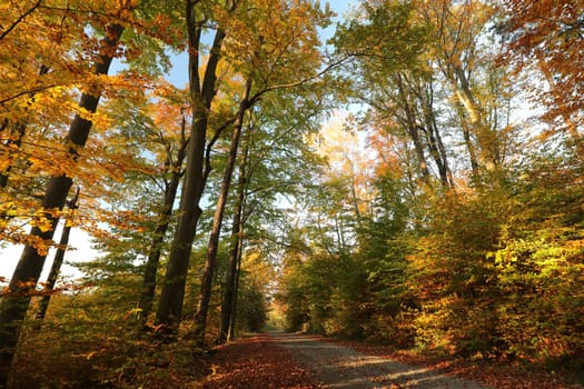 Forest path among beech trees on a sunny autumn morning