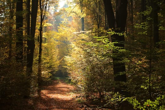 Forest path among beech trees on a sunny autumn morning