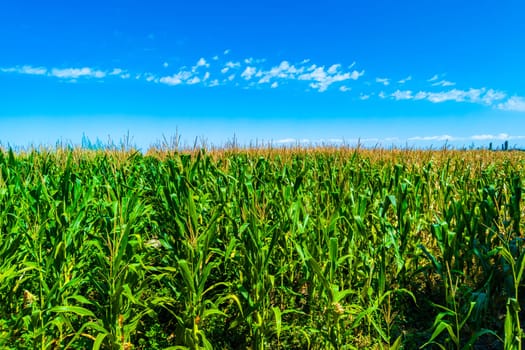 Lively and vibrant corn plants are thriving beautifully in sunny weather with a clear blue sky above them