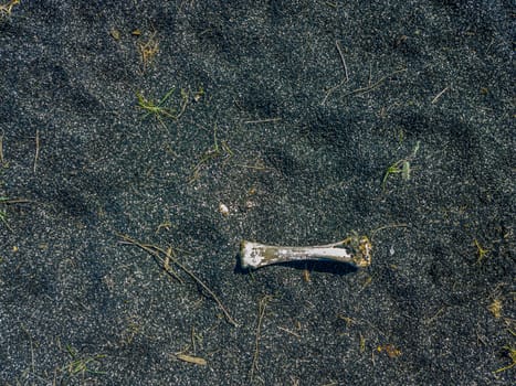bone laid on black sand or ashes surface under direct sun light, high angle view
