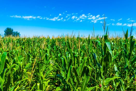 Lively and vibrant corn plants are thriving beautifully in sunny weather with a clear blue sky above them