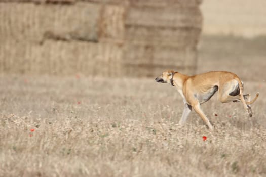 beautiful fast spanish greyhound dog energy hunting race