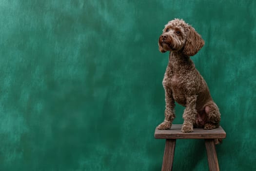 Brown lagotto romagnolo dog sitting on a small wooden stool against a green background in studio