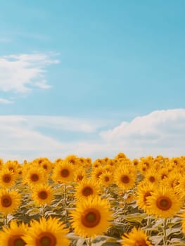 Vibrant yellow sunflower field stretching to horizon under bright blue summer sky with white clouds, copy space above.