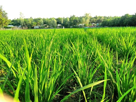 Village Beautiful Scenery - Paddy Field, Village Jungle Flowers, Village Evening, Fruit Tree Garden, Village Sunset, Village River