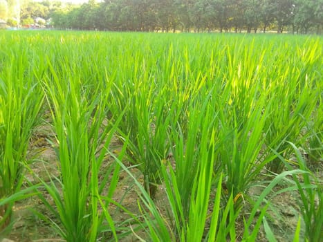 Village Beautiful Scenery - Paddy Field, Village Jungle Flowers, Village Evening, Fruit Tree Garden, Village Sunset, Village River