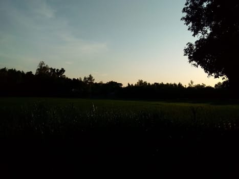 Village Beautiful Scenery - Paddy Field, Village Jungle Flowers, Village Evening, Fruit Tree Garden, Village Sunset, Village River