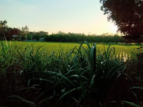 Village Beautiful Scenery - Paddy Field, Village Jungle Flowers, Village Evening, Fruit Tree Garden, Village Sunset, Village River