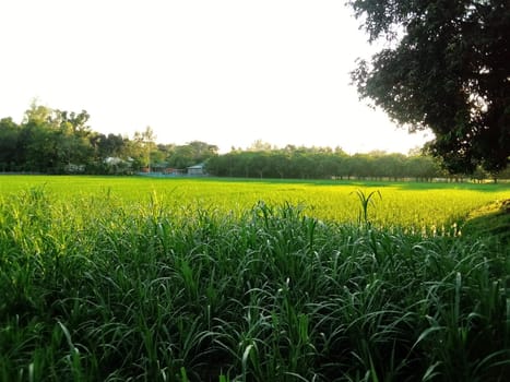 Village Beautiful Scenery - Paddy Field, Village Jungle Flowers, Village Evening, Fruit Tree Garden, Village Sunset, Village River