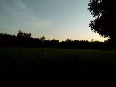 Village Beautiful Scenery - Paddy Field, Village Jungle Flowers, Village Evening, Fruit Tree Garden, Village Sunset, Village River
