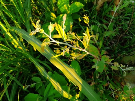 Village Beautiful Scenery - Paddy Field, Village Jungle Flowers, Village Evening, Fruit Tree Garden, Village Sunset, Village River