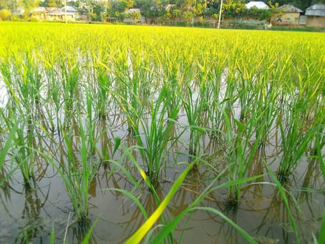 Village Beautiful Scenery - Paddy Field, Village Jungle Flowers, Village Evening, Fruit Tree Garden, Village Sunset, Village River
