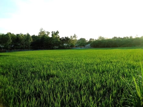 Village Beautiful Scenery - Paddy Field, Village Jungle Flowers, Village Evening, Fruit Tree Garden, Village Sunset, Village River