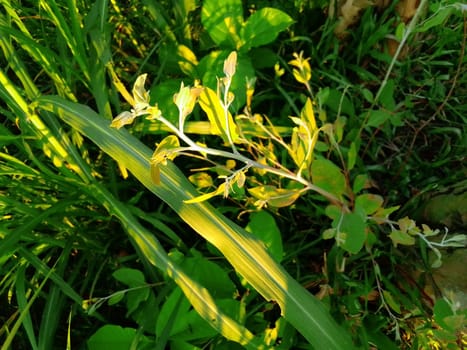 Village Beautiful Scenery - Paddy Field, Village Jungle Flowers, Village Evening, Fruit Tree Garden, Village Sunset, Village River