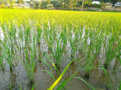 Village Beautiful Scenery - Paddy Field, Village Jungle Flowers, Village Evening, Fruit Tree Garden, Village Sunset, Village River