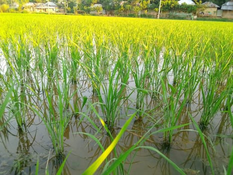 Village Beautiful Scenery - Paddy Field, Village Jungle Flowers, Village Evening, Fruit Tree Garden, Village Sunset, Village River