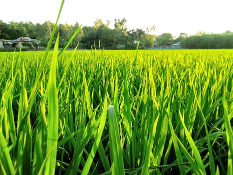 Village Beautiful Scenery - Paddy Field, Village Jungle Flowers, Village Evening, Fruit Tree Garden, Village Sunset, Village River
