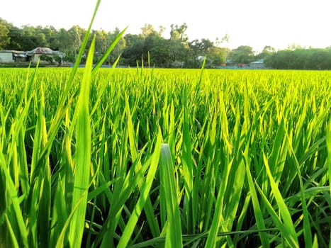 Village Beautiful Scenery - Paddy Field, Village Jungle Flowers, Village Evening, Fruit Tree Garden, Village Sunset, Village River