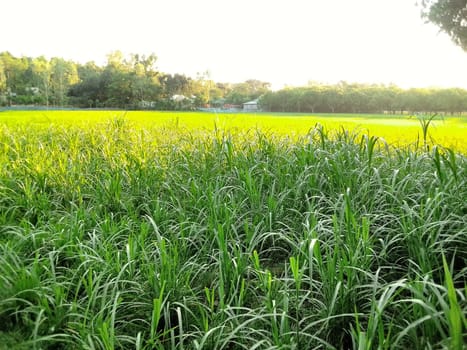 Village Beautiful Scenery - Paddy Field, Village Jungle Flowers, Village Evening, Fruit Tree Garden, Village Sunset, Village River