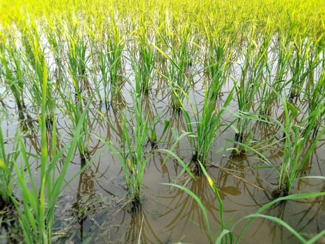 Village Beautiful Scenery - Paddy Field, Village Jungle Flowers, Village Evening, Fruit Tree Garden, Village Sunset, Village River
