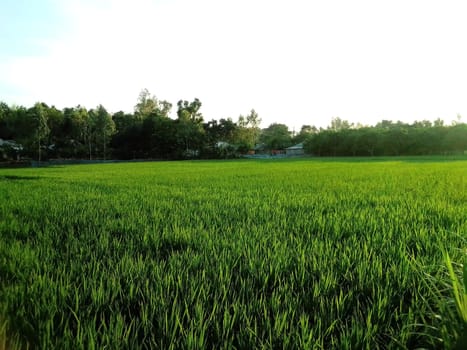 Village Beautiful Scenery - Paddy Field, Village Jungle Flowers, Village Evening, Fruit Tree Garden, Village Sunset, Village River