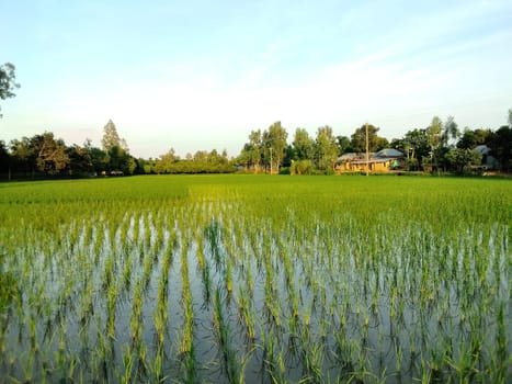 Village Beautiful Scenery - Paddy Field, Village Jungle Flowers, Village Evening, Fruit Tree Garden, Village Sunset, Village River
