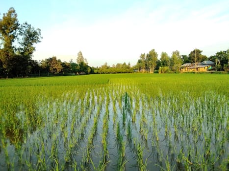 Village Beautiful Scenery - Paddy Field, Village Jungle Flowers, Village Evening, Fruit Tree Garden, Village Sunset, Village River