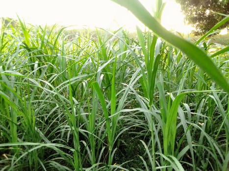 Village Beautiful Scenery - Paddy Field, Village Jungle Flowers, Village Evening, Fruit Tree Garden, Village Sunset, Village River