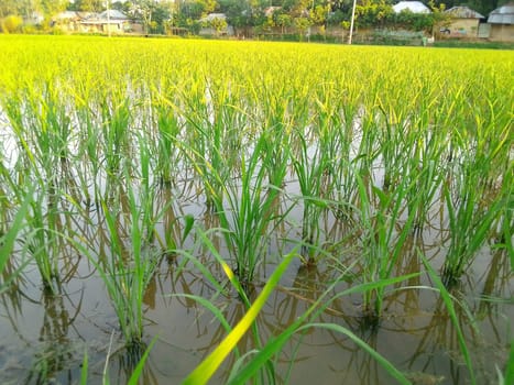 Village Beautiful Scenery - Paddy Field, Village Jungle Flowers, Village Evening, Fruit Tree Garden, Village Sunset, Village River