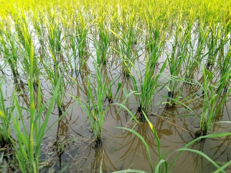 Village Beautiful Scenery - Paddy Field, Village Jungle Flowers, Village Evening, Fruit Tree Garden, Village Sunset, Village River