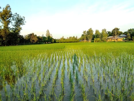 Village Beautiful Scenery - Paddy Field, Village Jungle Flowers, Village Evening, Fruit Tree Garden, Village Sunset, Village River