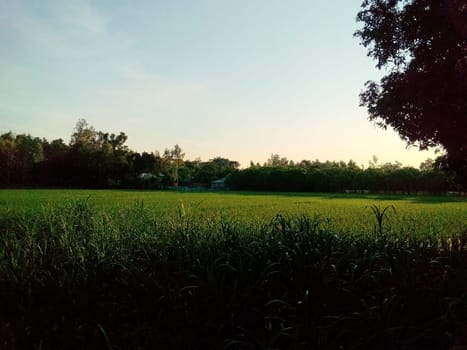 Village Beautiful Scenery - Paddy Field, Village Jungle Flowers, Village Evening, Fruit Tree Garden, Village Sunset, Village River
