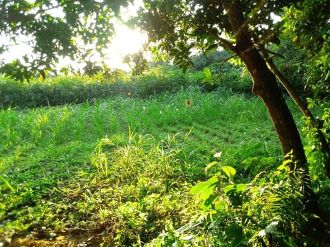 Village Beautiful Scenery - Paddy Field, Village Jungle Flowers, Village Evening, Fruit Tree Garden, Village Sunset, Village River