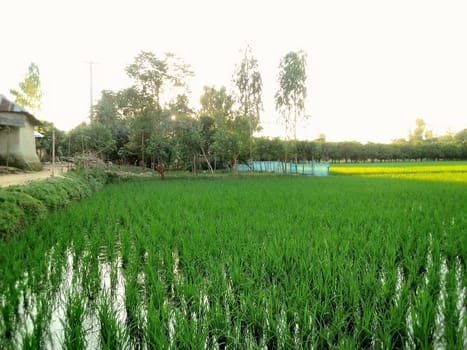 Village Beautiful Scenery - Paddy Field, Village Jungle Flowers, Village Evening, Fruit Tree Garden, Village Sunset, Village River