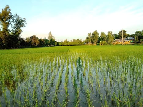 Village Beautiful Scenery - Paddy Field, Village Jungle Flowers, Village Evening, Fruit Tree Garden, Village Sunset, Village River