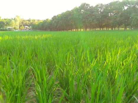 Village Beautiful Scenery - Paddy Field, Village Jungle Flowers, Village Evening, Fruit Tree Garden, Village Sunset, Village River