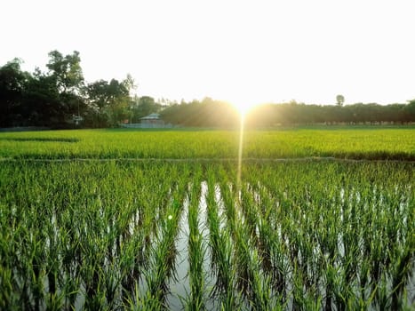Village Beautiful Scenery - Paddy Field, Village Jungle Flowers, Village Evening, Fruit Tree Garden, Village Sunset, Village River