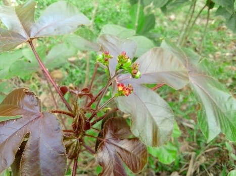 Village Beautiful Scenery - Paddy Field, Village Jungle Flowers, Village Evening, Fruit Tree Garden, Village Sunset, Village River