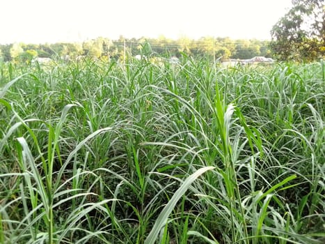 Village Beautiful Scenery - Paddy Field, Village Jungle Flowers, Village Evening, Fruit Tree Garden, Village Sunset, Village River