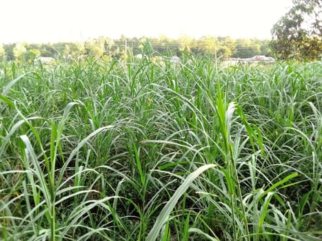 Village Beautiful Scenery - Paddy Field, Village Jungle Flowers, Village Evening, Fruit Tree Garden, Village Sunset, Village River