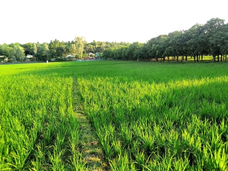 Village Beautiful Scenery - Paddy Field, Village Jungle Flowers, Village Evening, Fruit Tree Garden, Village Sunset, Village River