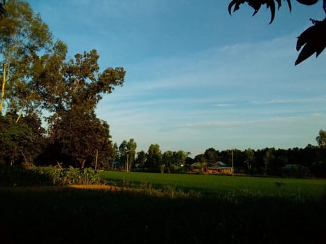 Village Beautiful Scenery - Paddy Field, Village Jungle Flowers, Village Evening, Fruit Tree Garden, Village Sunset, Village River
