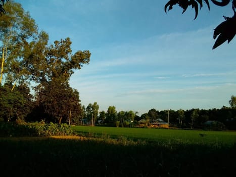 Village Beautiful Scenery - Paddy Field, Village Jungle Flowers, Village Evening, Fruit Tree Garden, Village Sunset, Village River