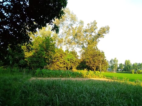 Village Beautiful Scenery - Paddy Field, Village Jungle Flowers, Village Evening, Fruit Tree Garden, Village Sunset, Village River